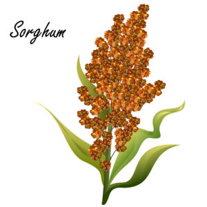 sorghum (gaoliang, durra, milo, hegari, jowari, sorghum bicolor). hand drawn realistic vector illustration of green sorghum plant with brown seeds isolated on white background.